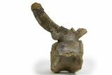 Sauropod (Camarasaurus) Caudal Vertebra - Wyoming #305154-5